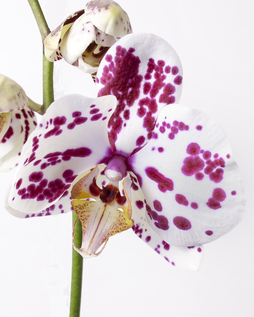 phalaenopsis orchid phalaenopsis orchid free photo