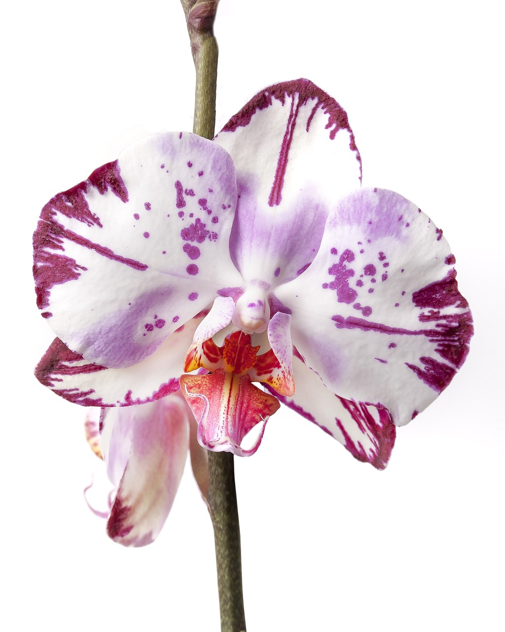phalaenopsis orchid phalaenopsis orchid free photo