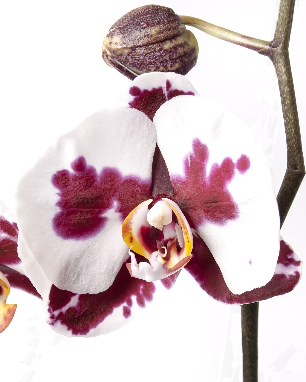 phalaenopsis orchid phalaenopsis orchid free photo