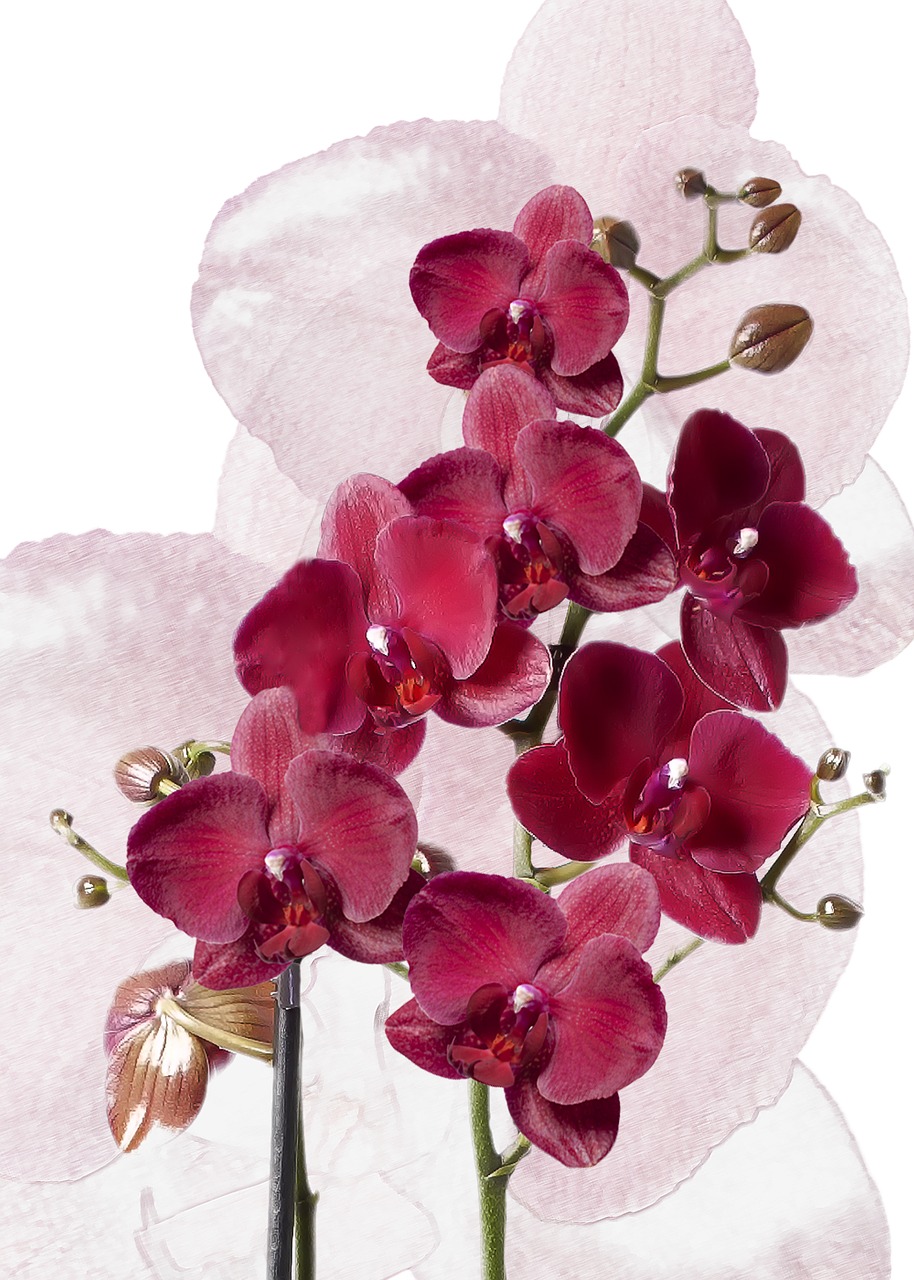 phalaenopsis orchids burgundy free photo