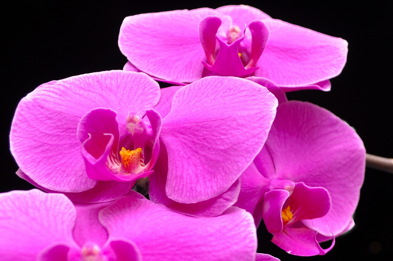 phalaenopsis orquidea orchid free photo