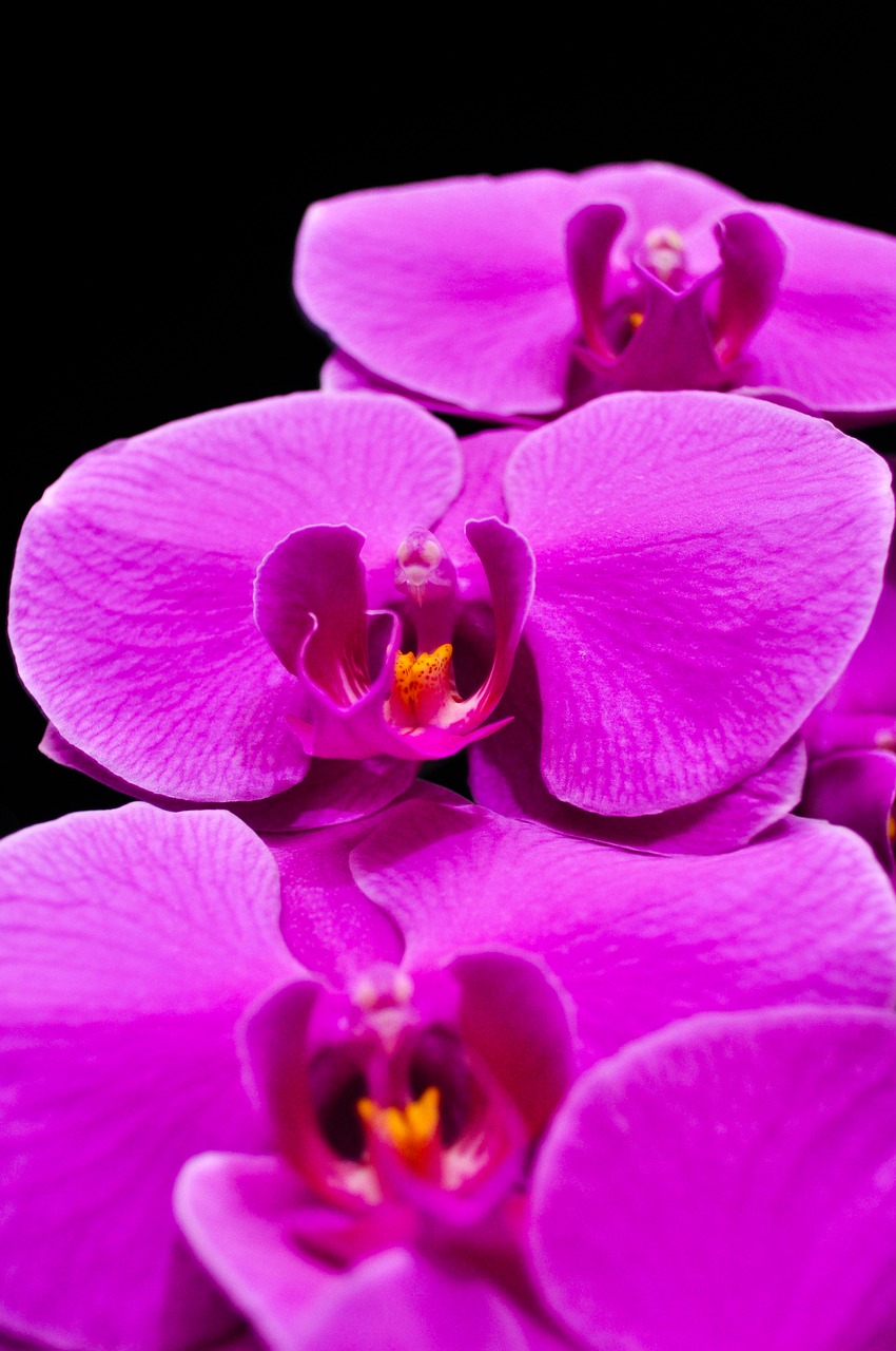 phalaenopsis orquidea orchid free photo