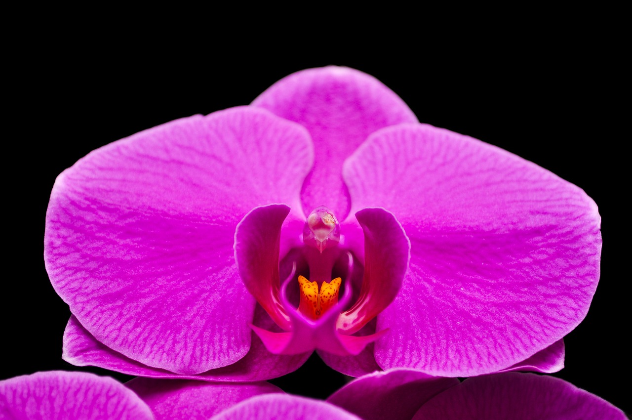 phalaenopsis orquidea flower free photo