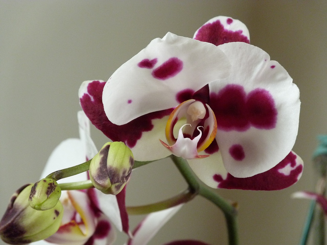 phalaenopsis orquidea orchidaceae free photo