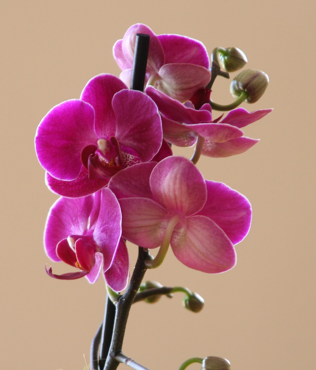 phalaenopsis petal color free photo