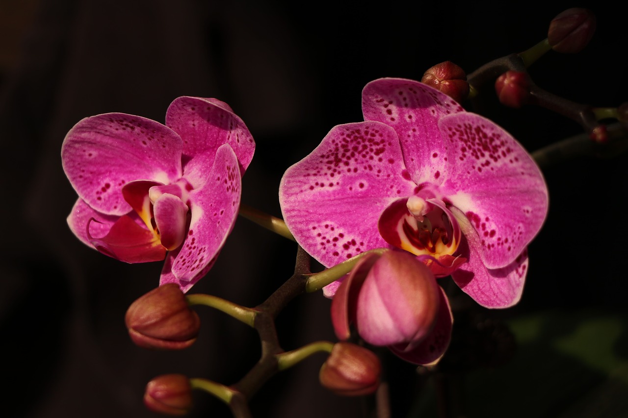 phalaenopsis  orchid  red flower free photo