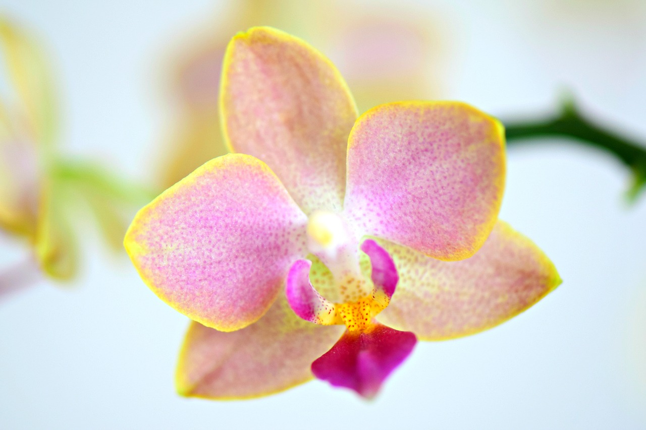 phalaenopsis  orchids  orchidee free photo