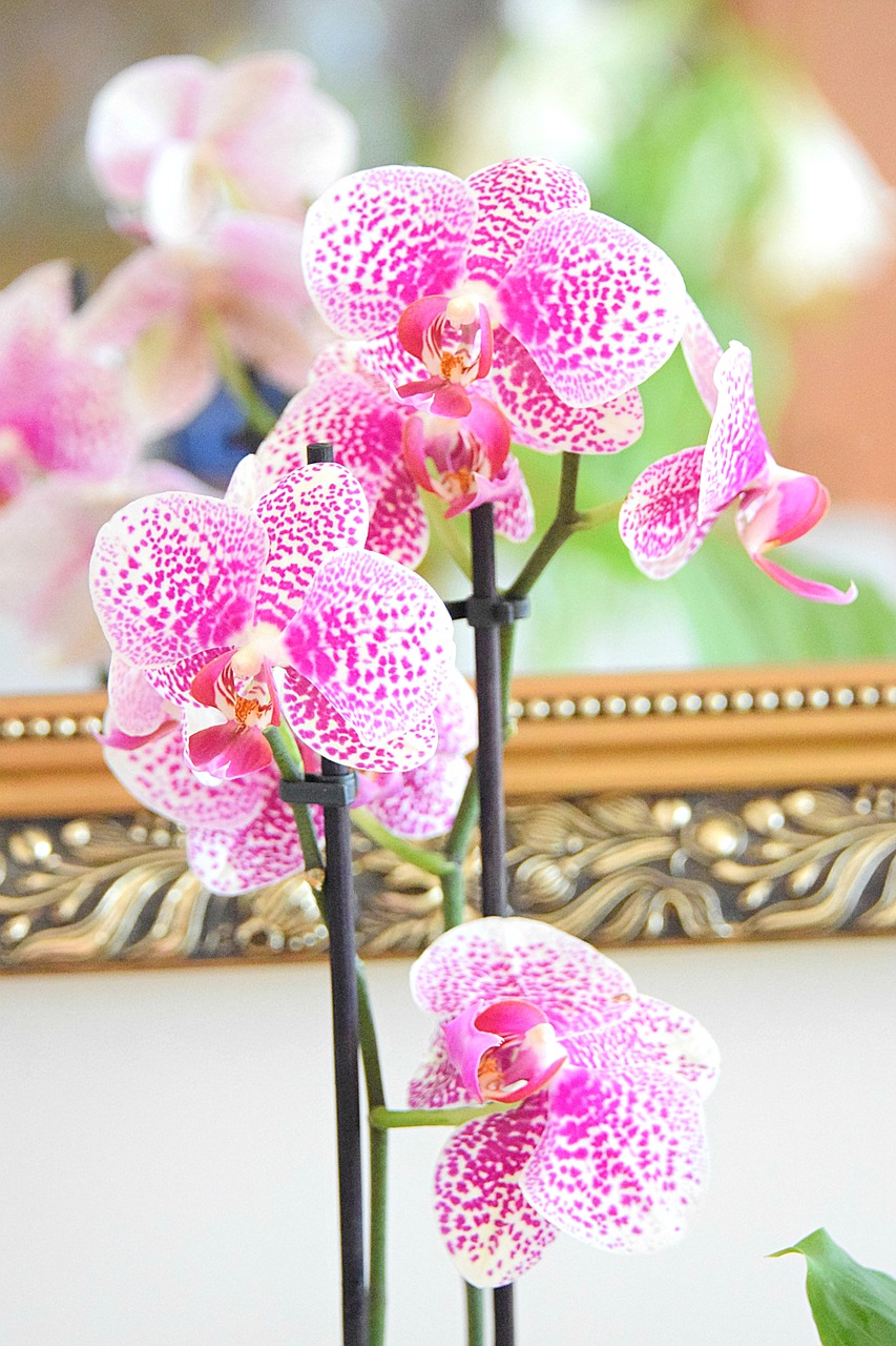 phalaenopsis  orchid  orchids free photo