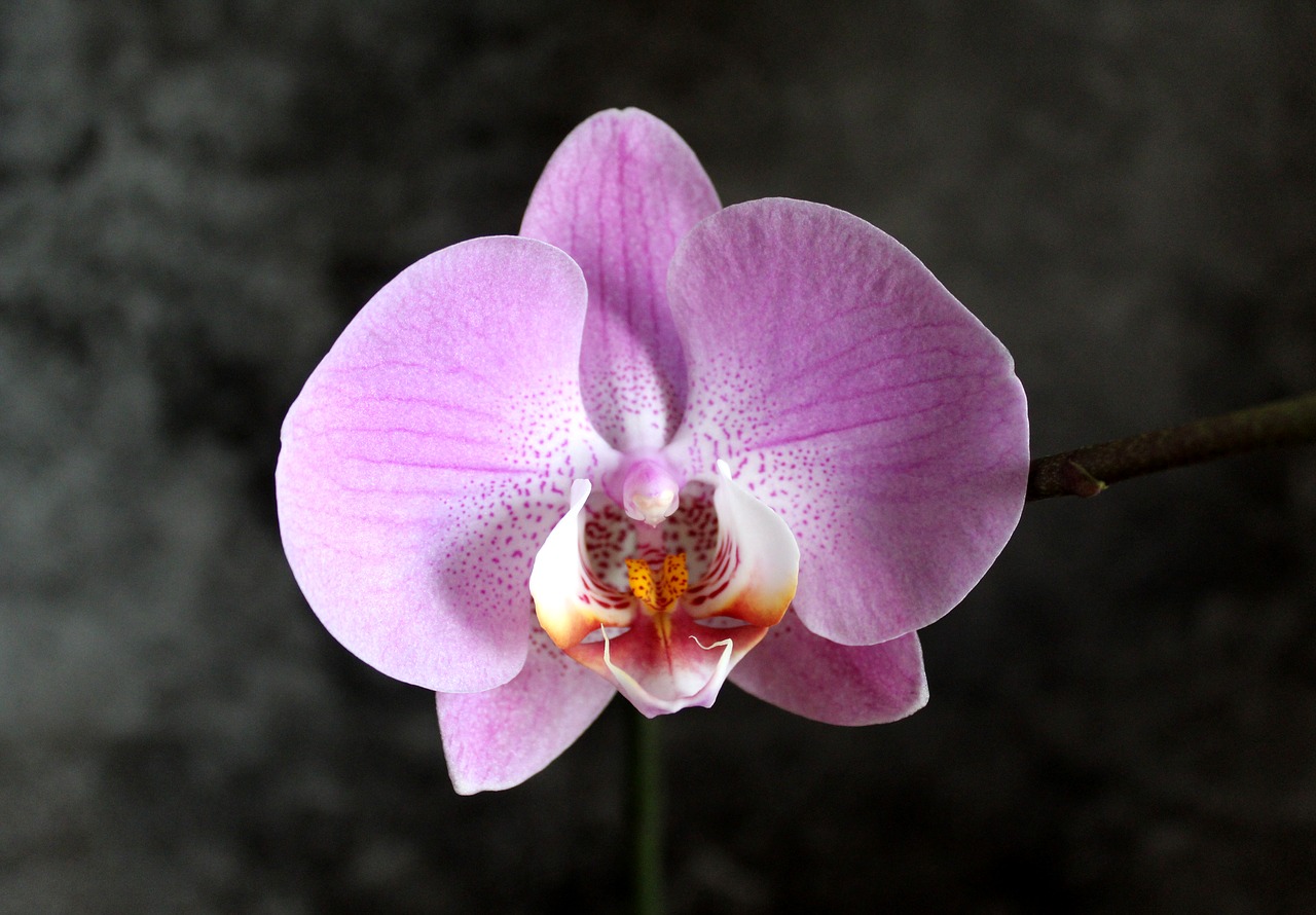 phalaenopsis  orchid  flower free photo