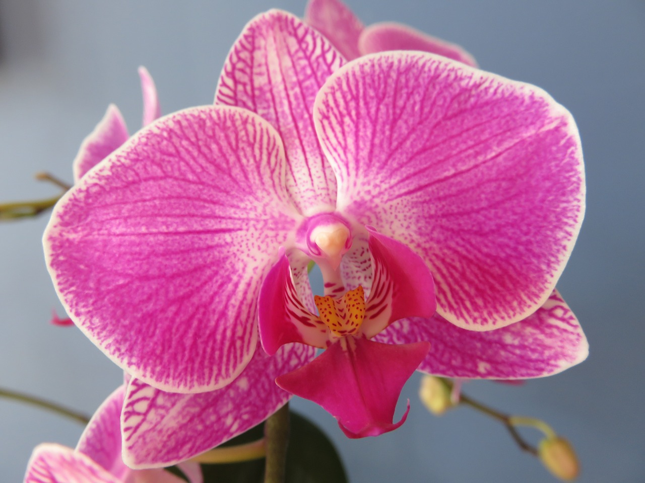 phalaenopsis orchid flower free photo