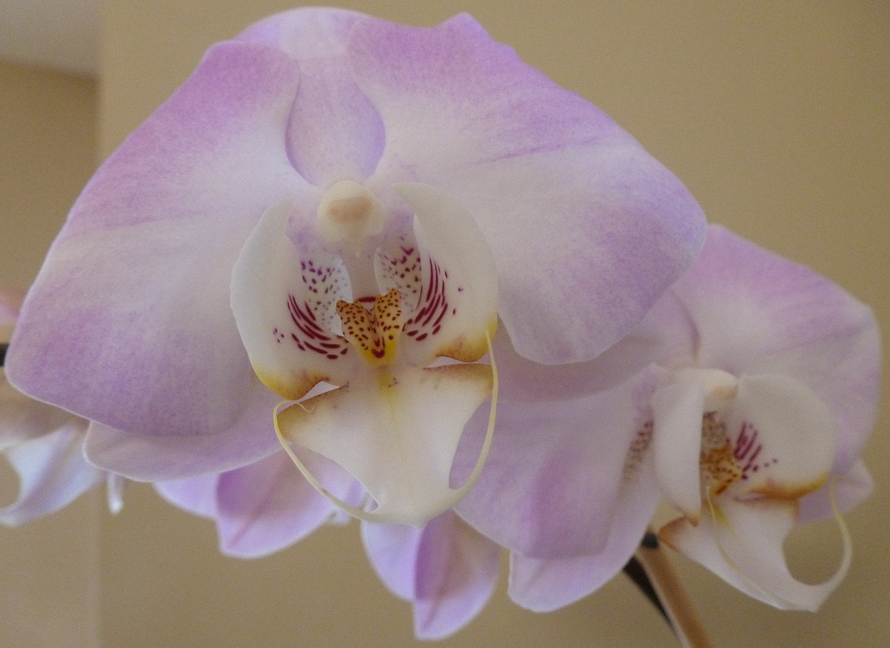 phalaenopsis orchid flower free photo