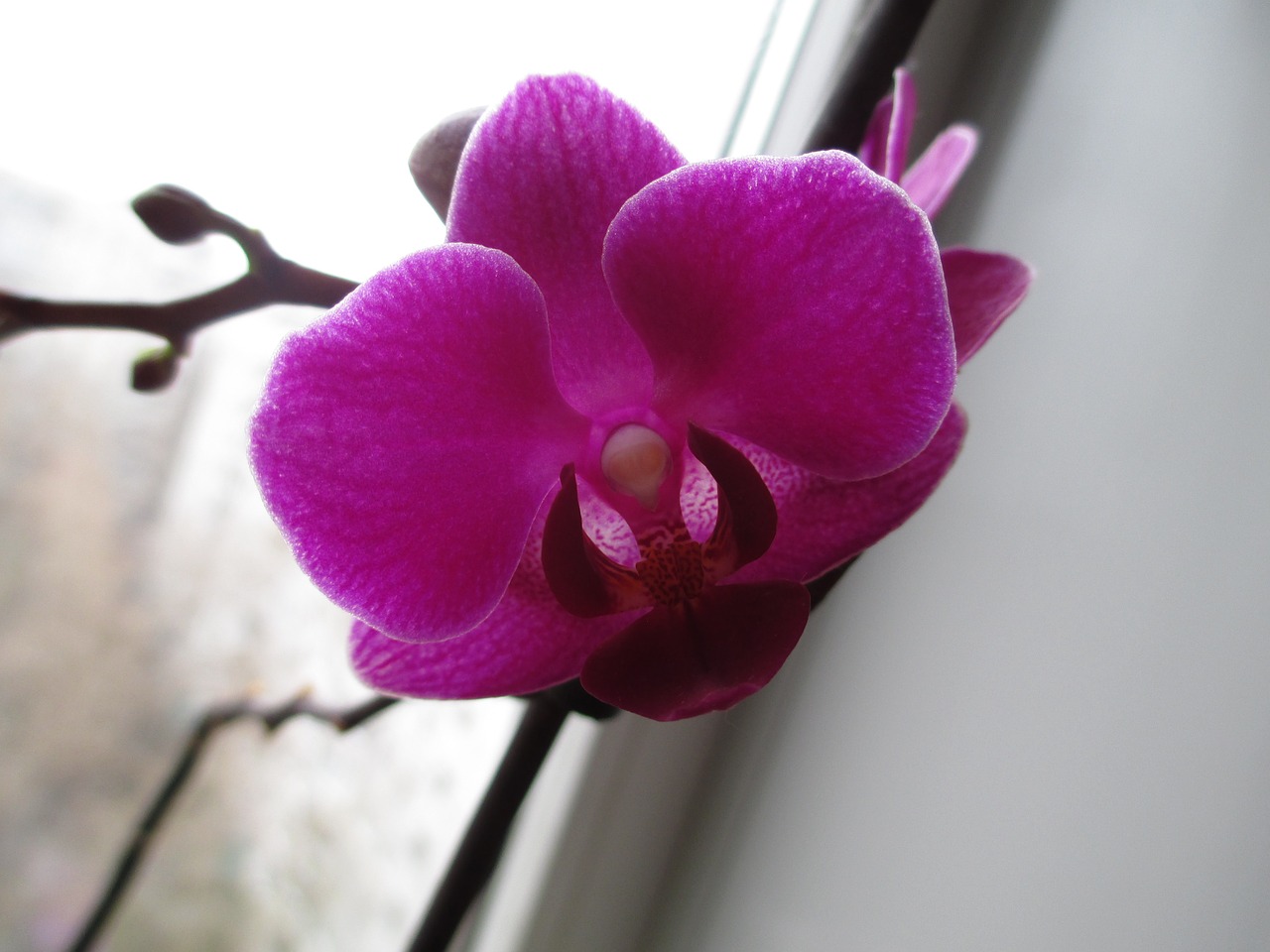 phalaenopsis pot flowers home flowers free photo