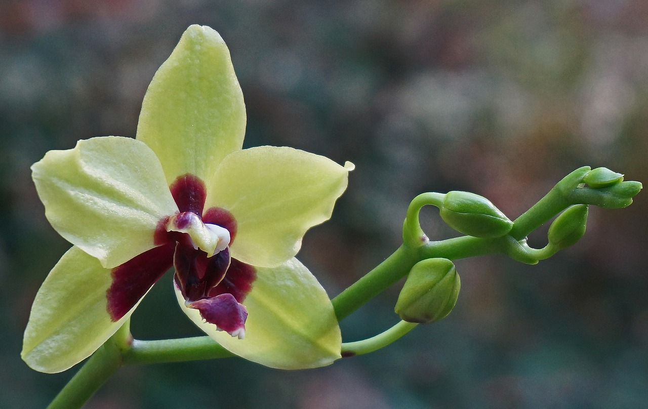 phalaenopsis orchid hybrid orchid free photo