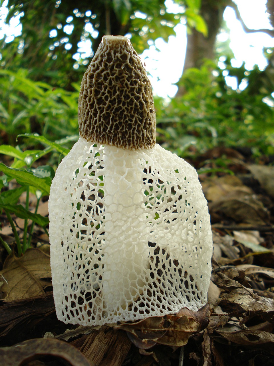 phallus indusiatus fungus stinkhorn free photo