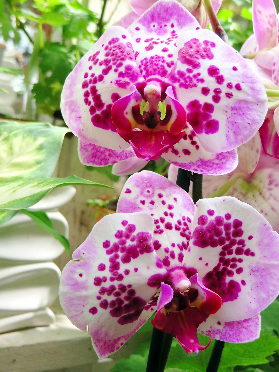 phanaelopsis orchid butterfly orchid free photo