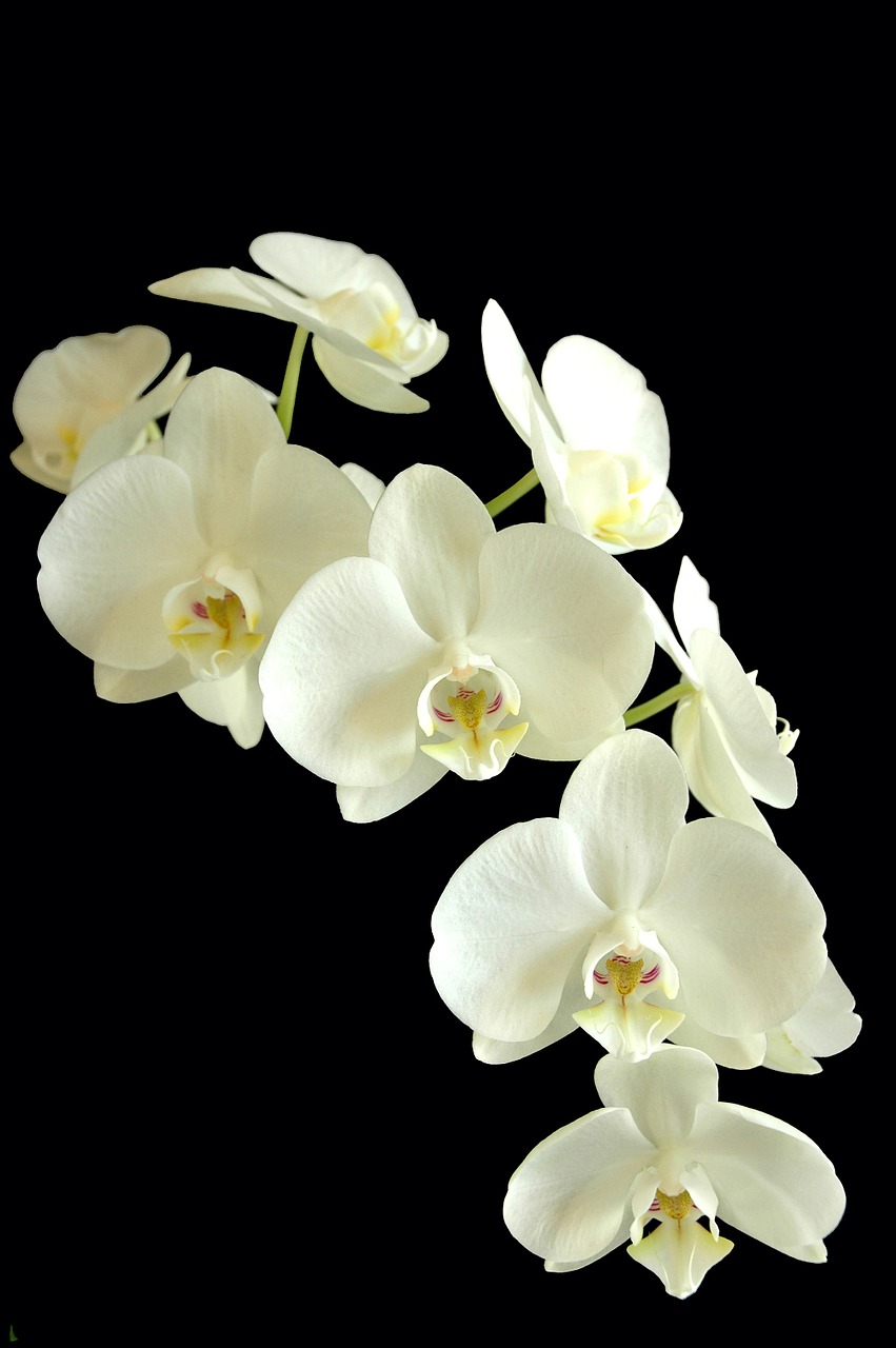phanaelopsis orchid flower free photo