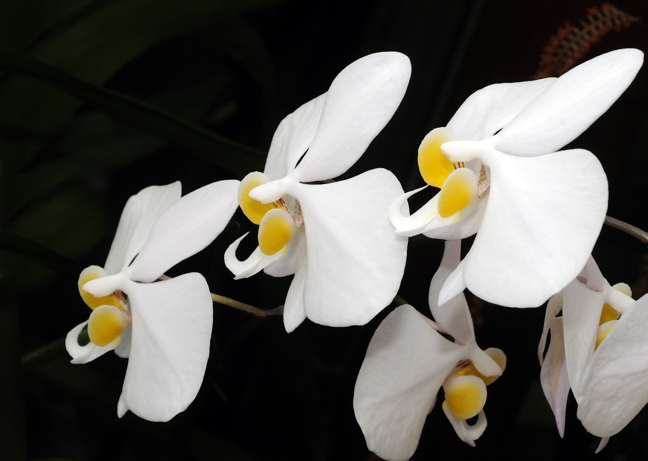 phanaelopsis orchid flower free photo