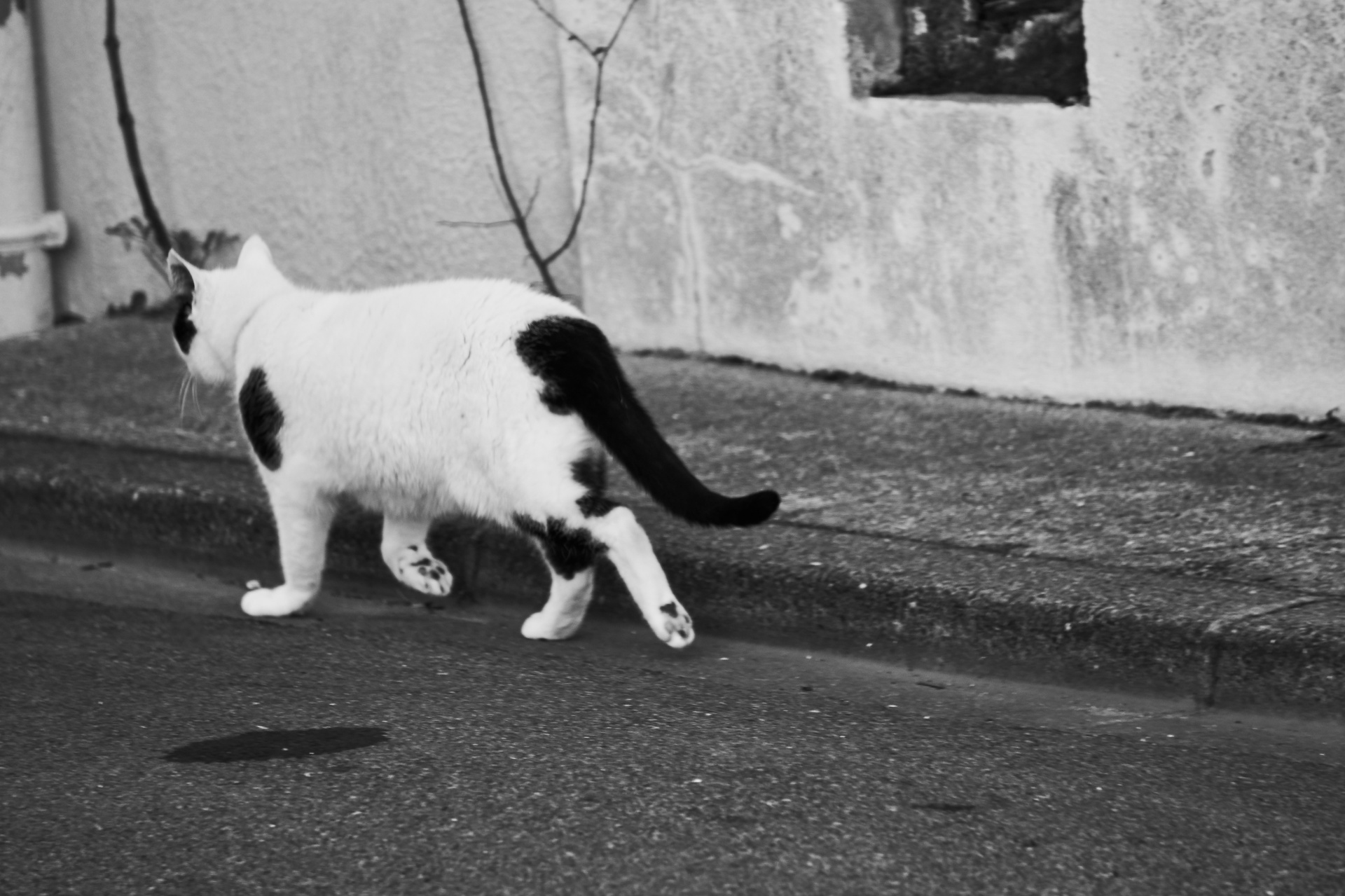 cat city urban free photo