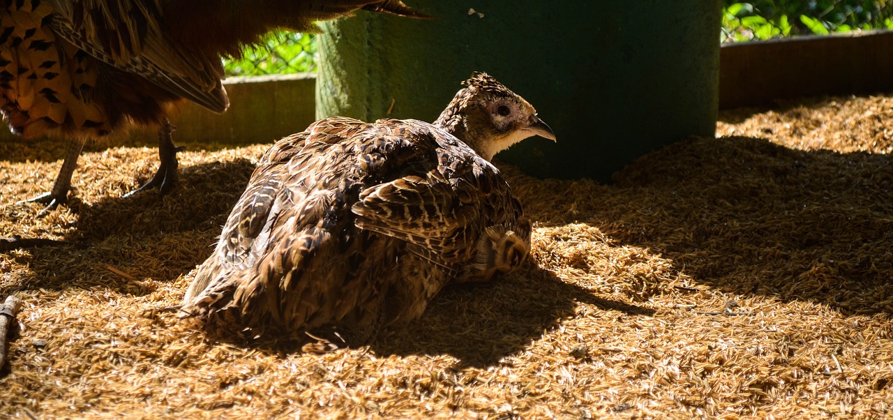 pheasant bird animal free photo