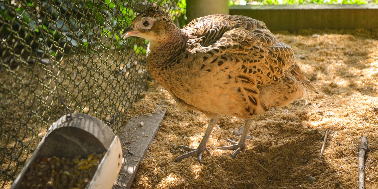 pheasant bird animal free photo