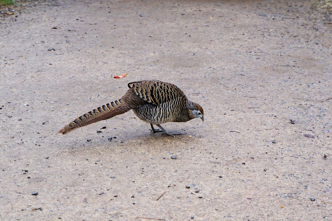 pheasant goldfasan female free photo