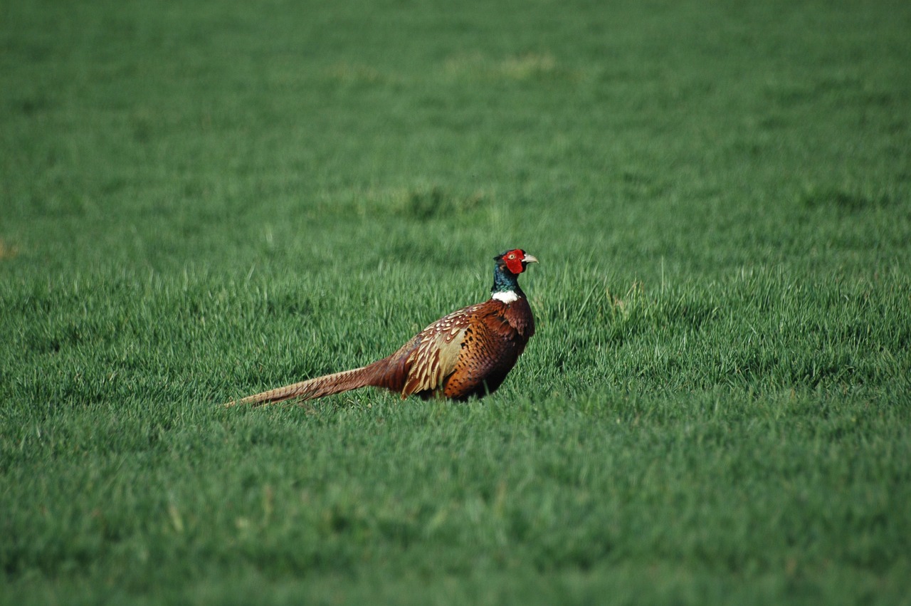 pheasant nature prairie free photo