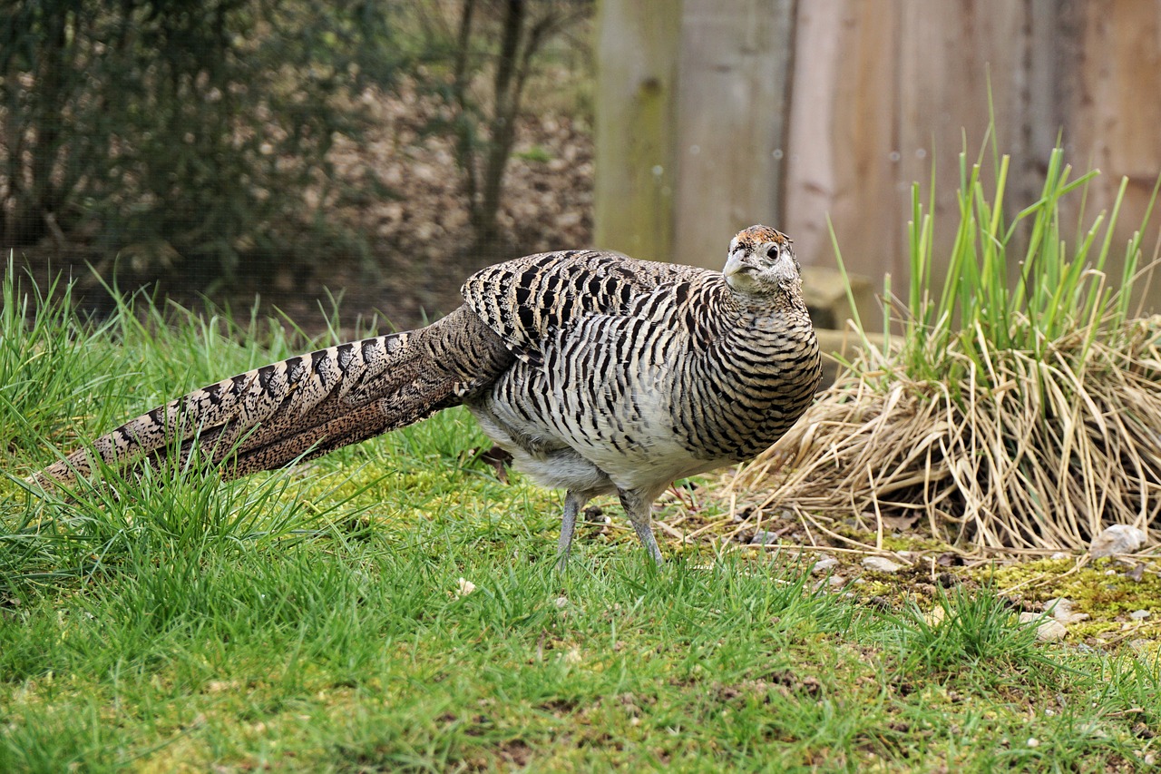 pheasant goldfasan female free photo