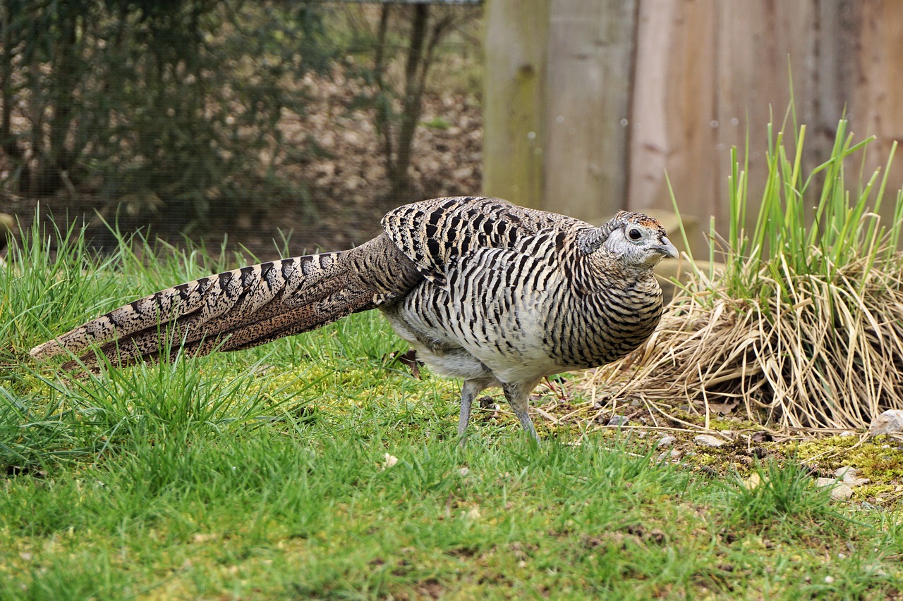 pheasant goldfasan female free photo