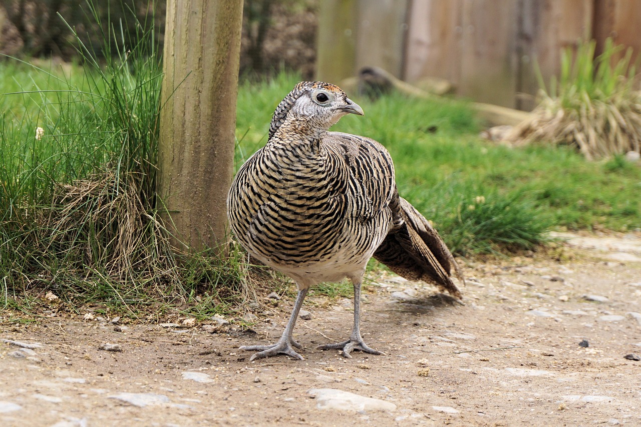 pheasant goldfasan female free photo