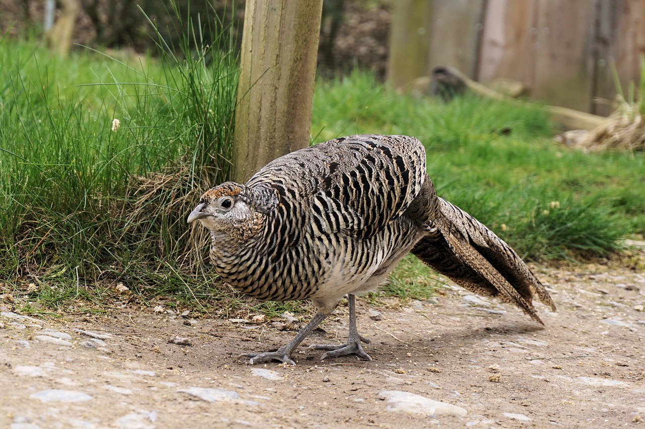 pheasant goldfasan female free photo