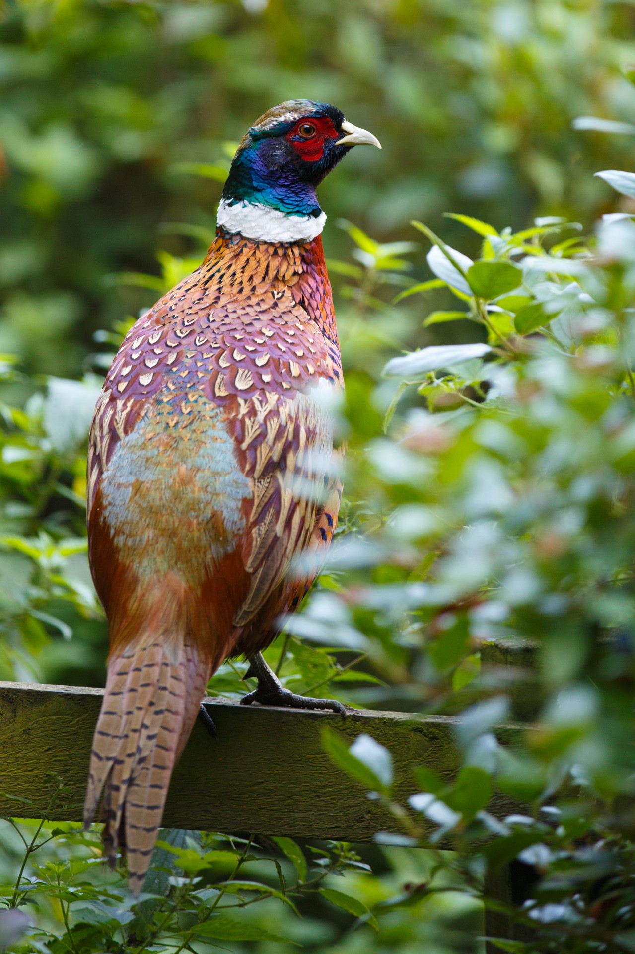 bird pheasant wildlife free photo