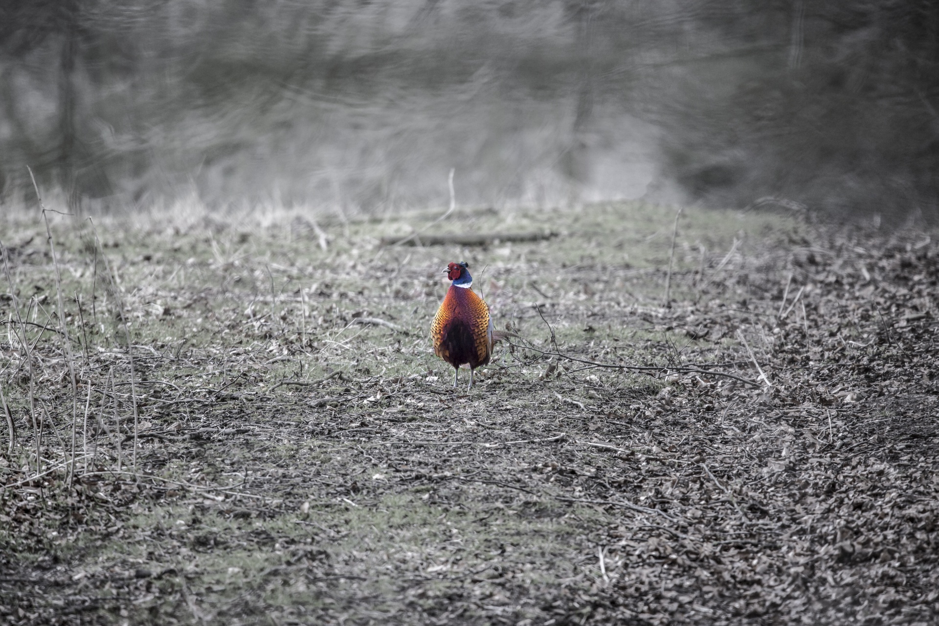 pheasant - bird hunter hunting free photo