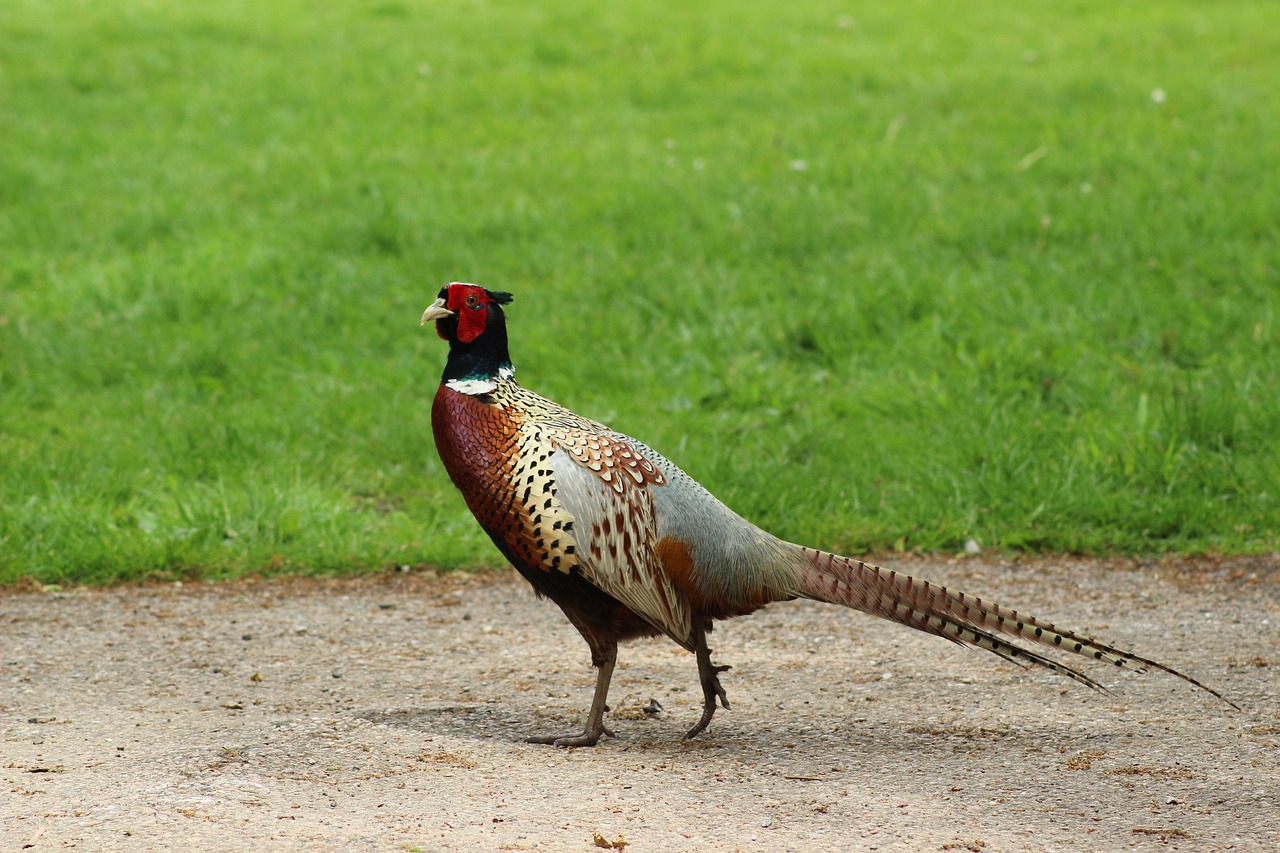 pheasant bird national trust free photo