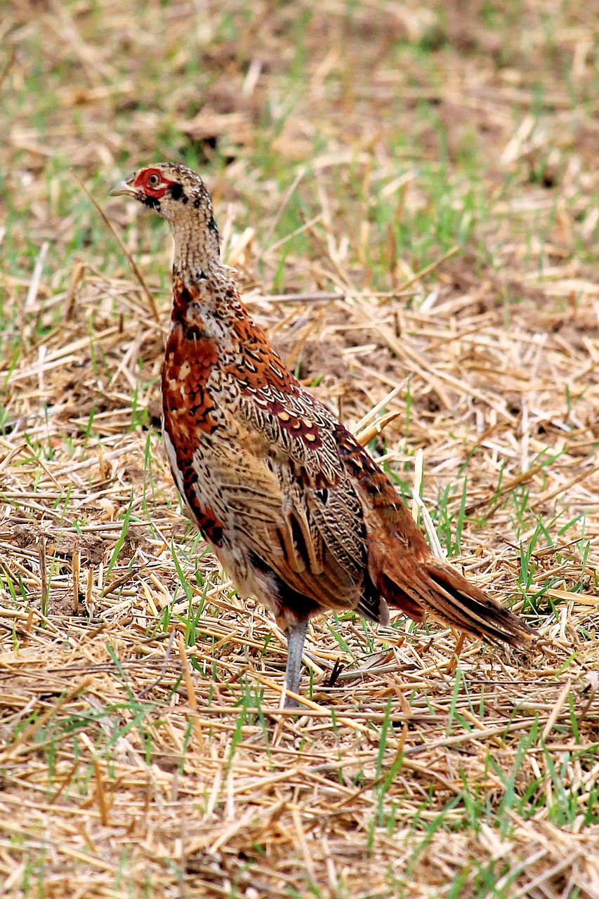 pheasant hen bird free photo