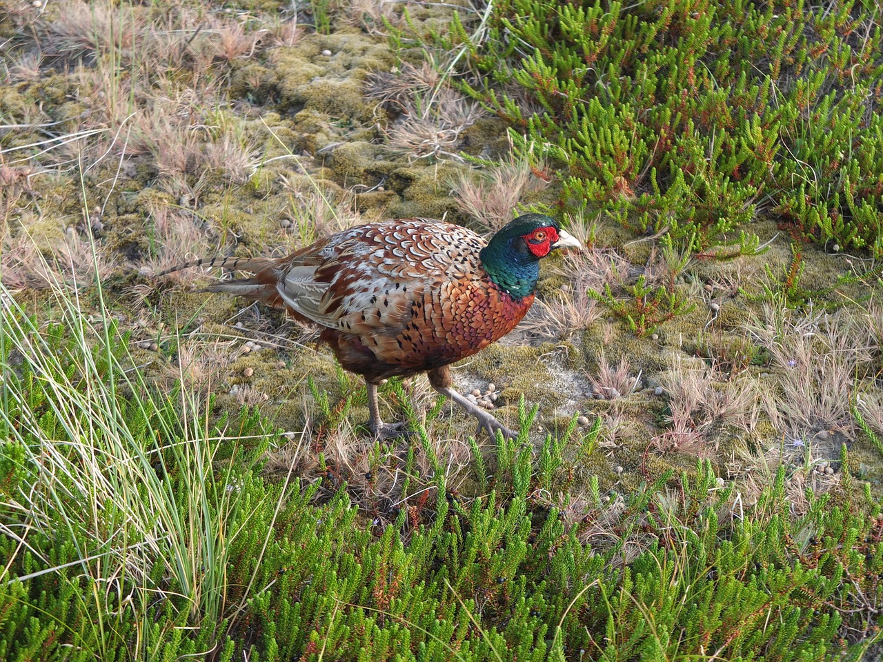 pheasant bird plumage free photo
