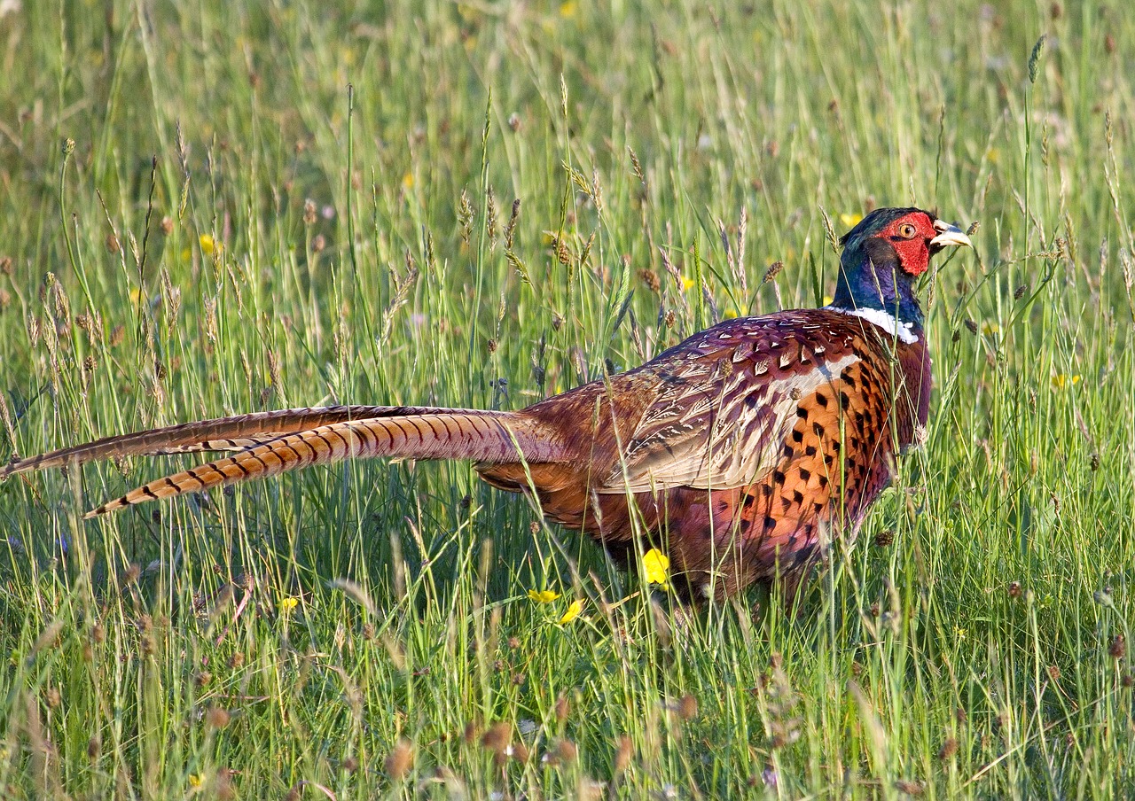 pheasant bird game free photo