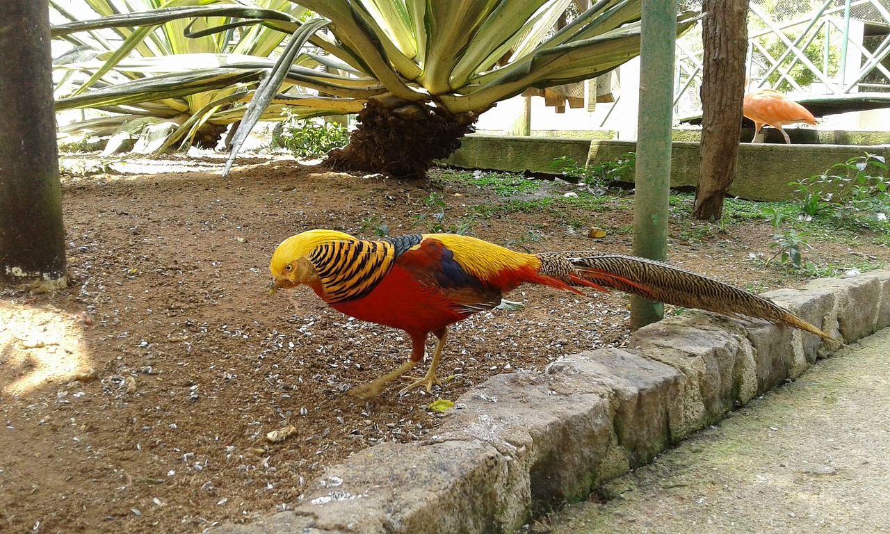 pheasant bird beautiful free photo