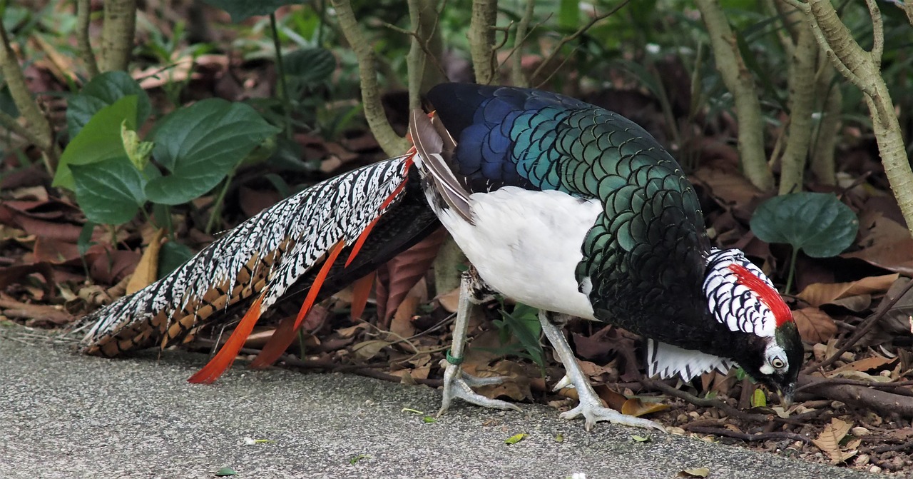 pheasant bird nature free photo