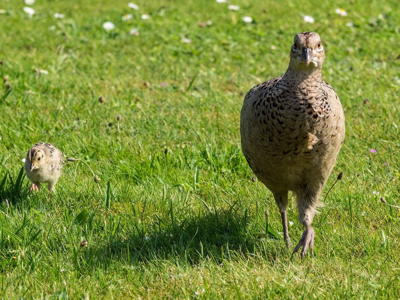 pheasant hen chicks free photo