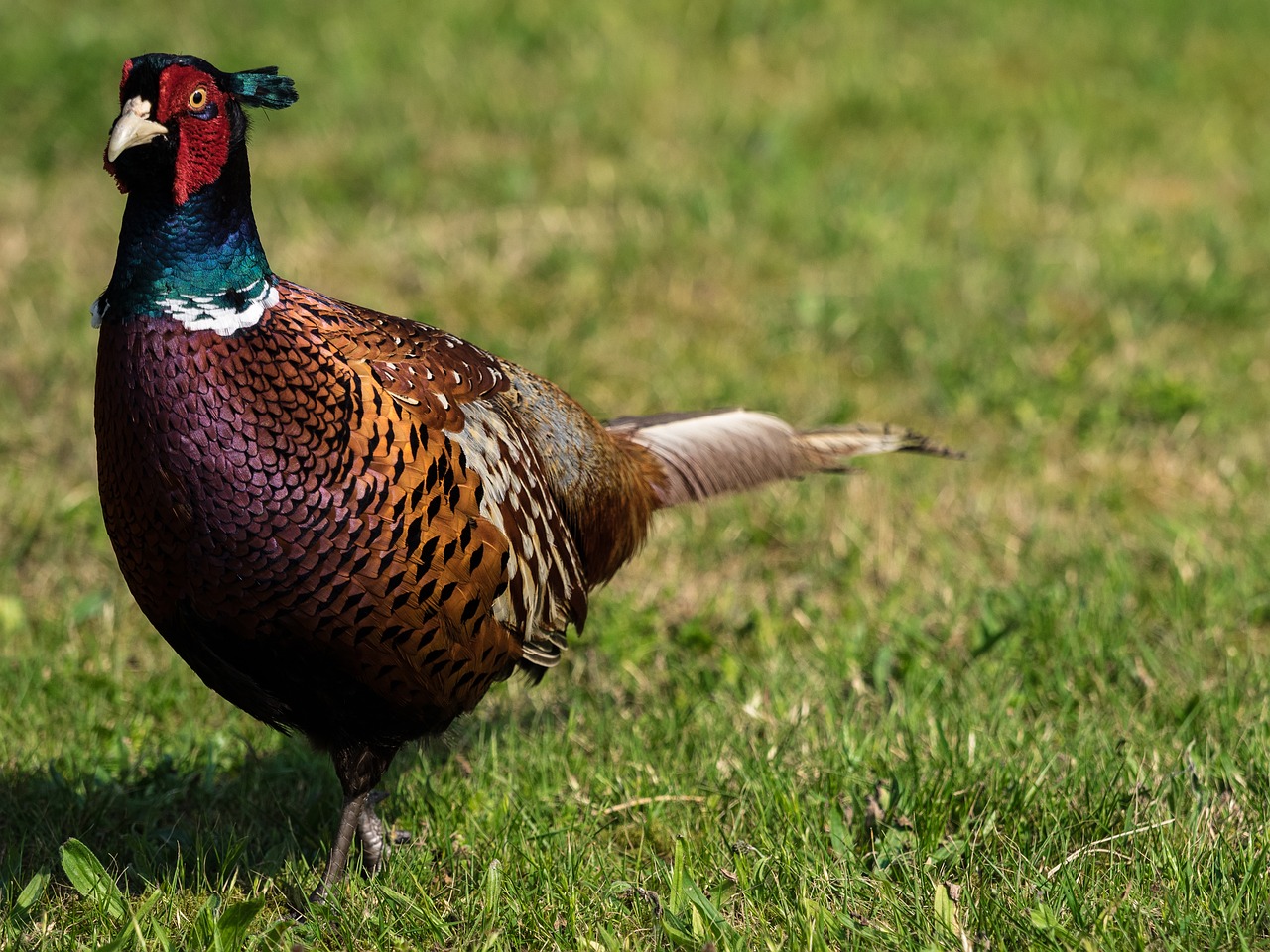 pheasant bird plumage free photo