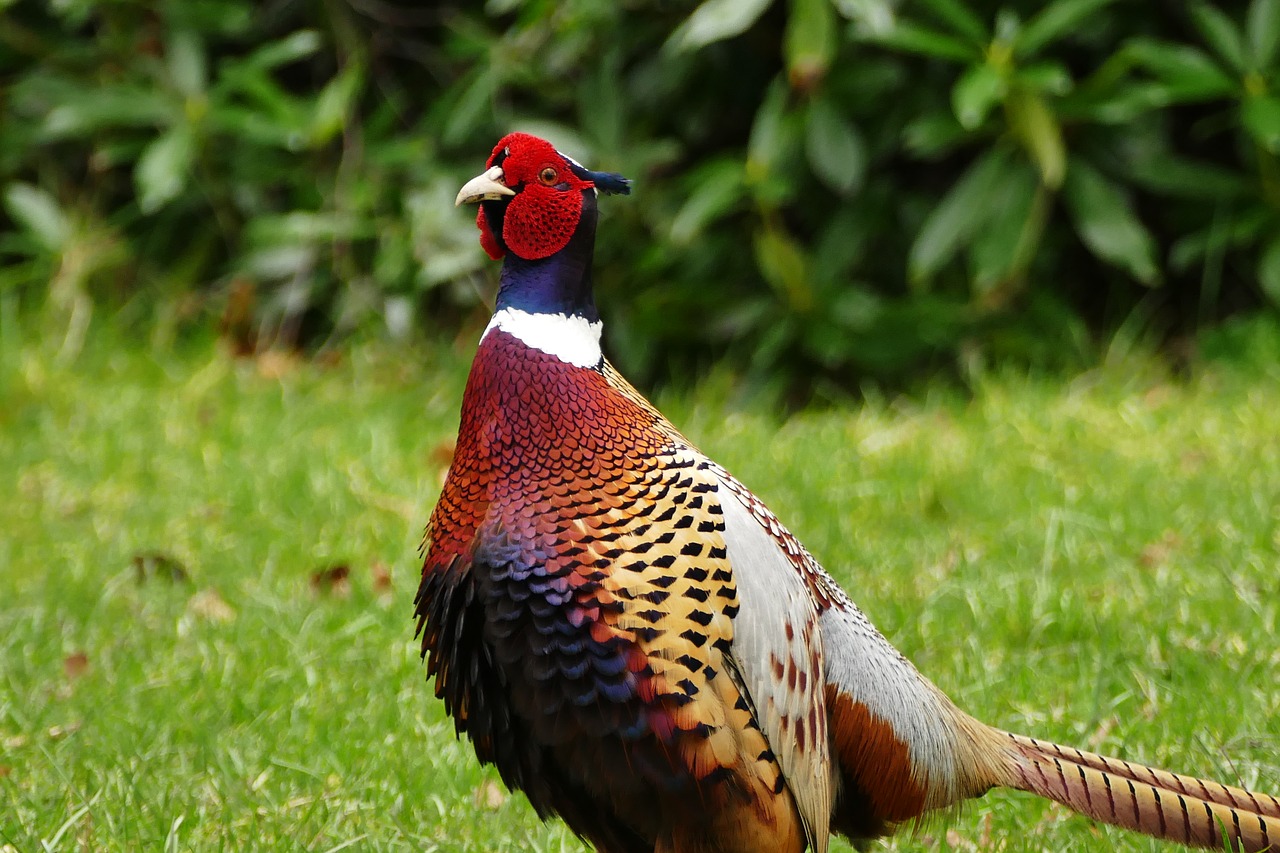 pheasant bird animal free photo