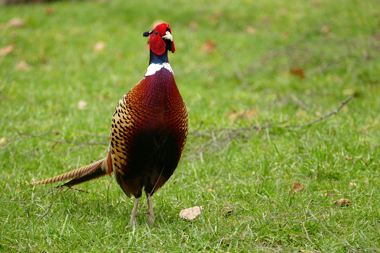 pheasant bird animal free photo