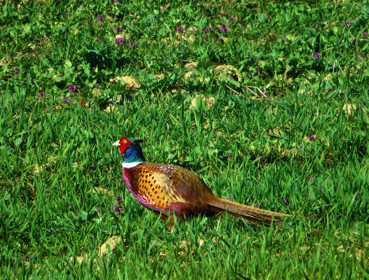 pheasant wildlife bird free photo