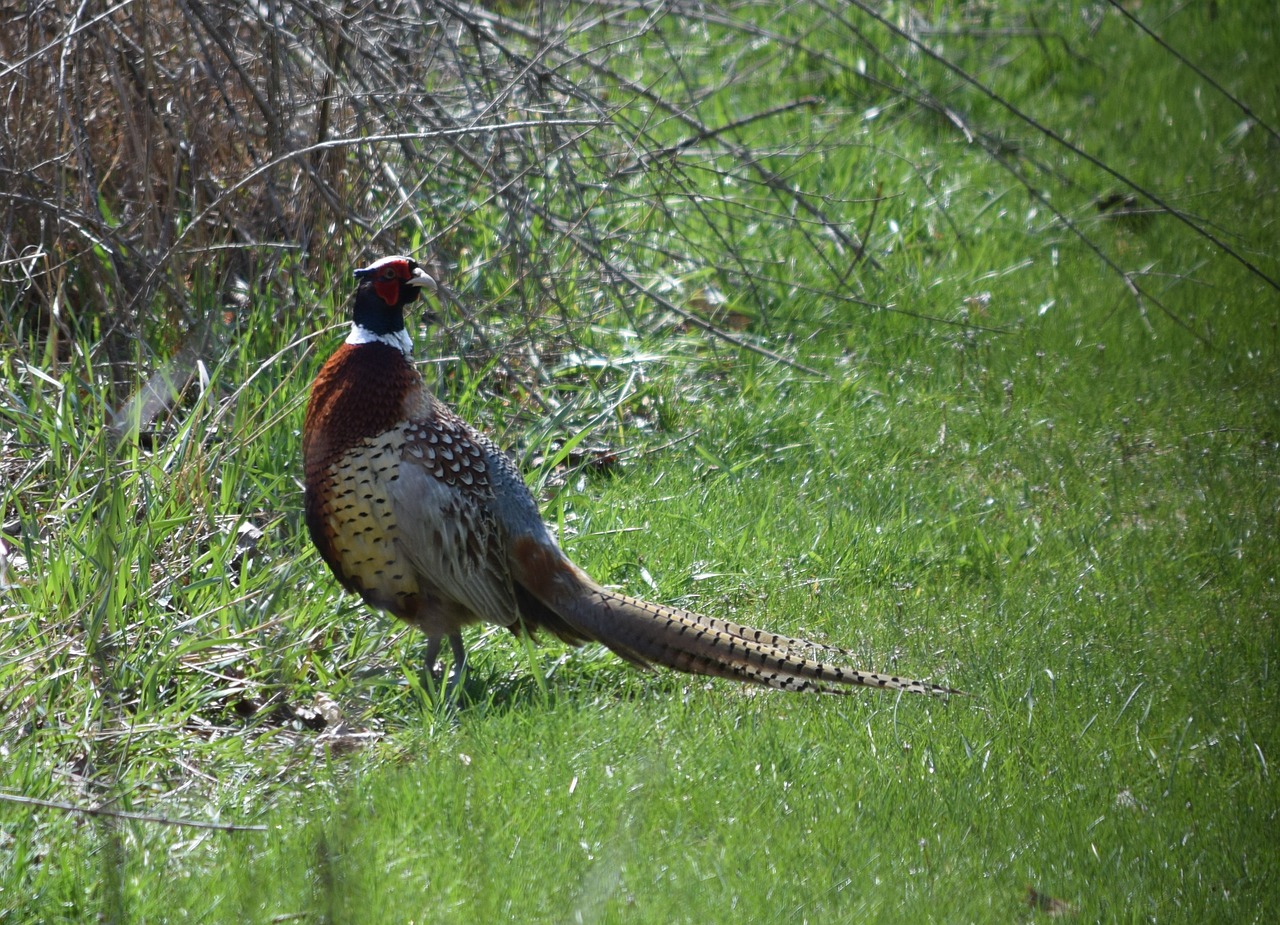 pheasant ring-necked feathers free photo