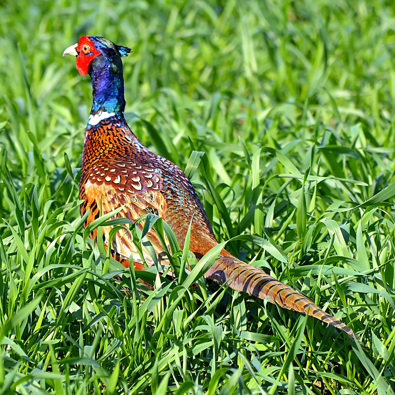 pheasant hunting pheasant field free photo
