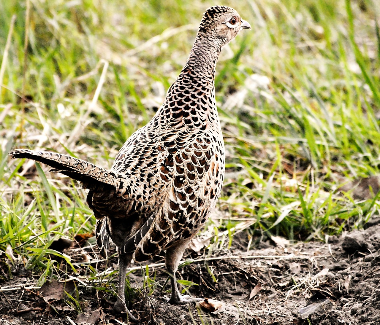 pheasant female eye free photo