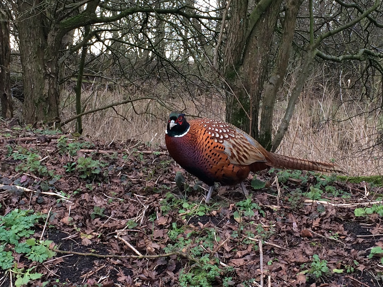 pheasant bird colorful free photo