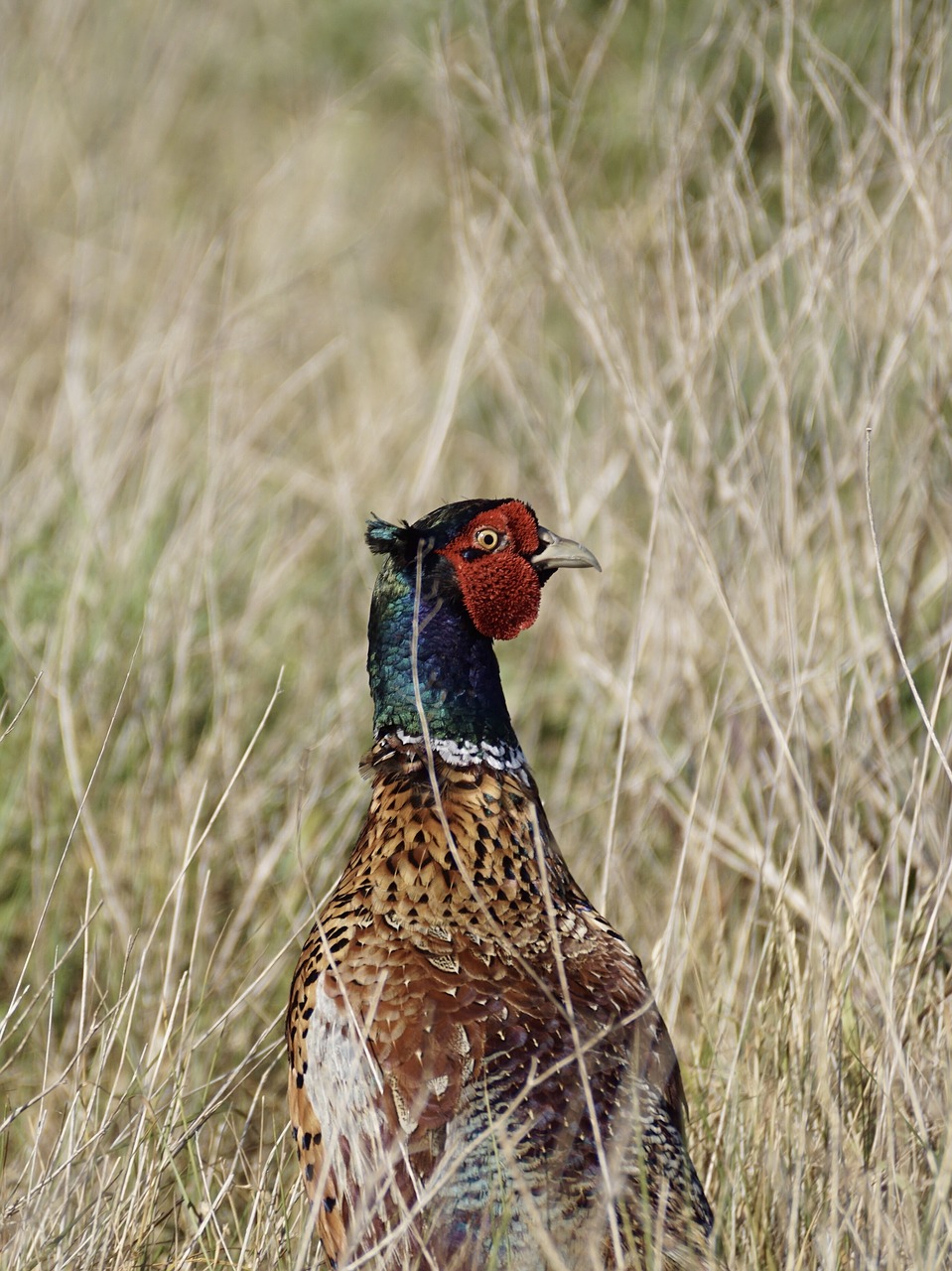 pheasant bird males free photo