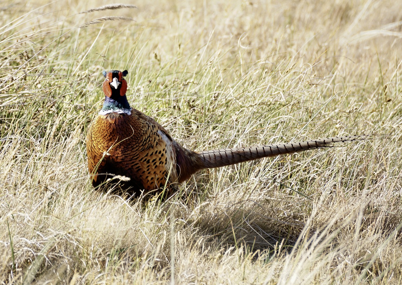 pheasant bird males free photo