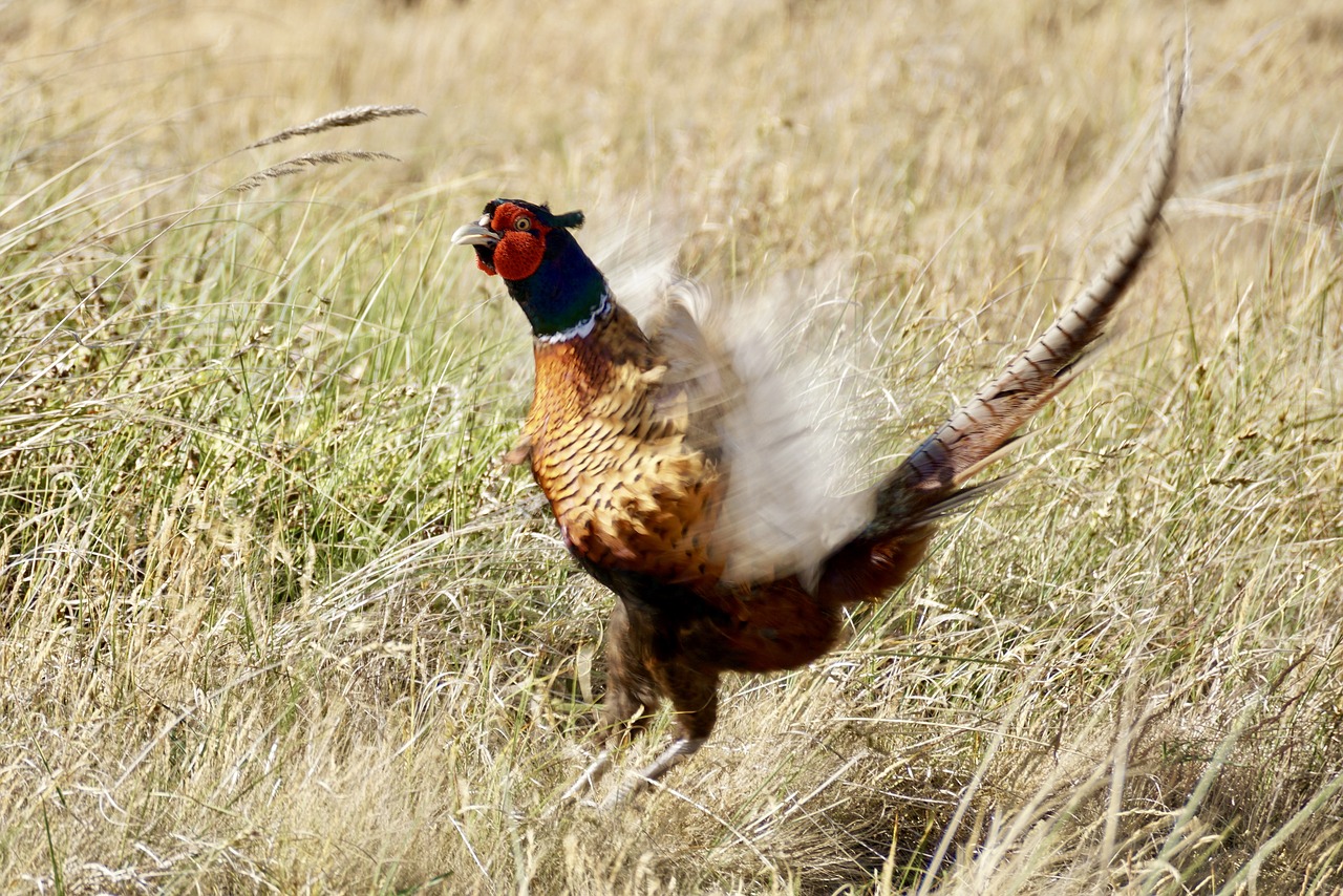 pheasant bird males free photo